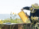 Regione, approvato il Bando di attuazione del Programma Nazionale di Interventi a favore dell'apicoltura