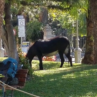 Da Santiago a Gerusalemme con due asini, la curiosa carovana fa tappa ad Alassio