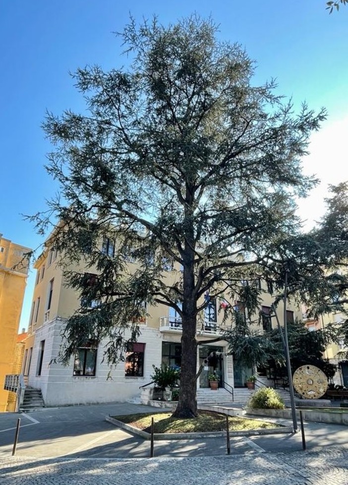 Vado, lo storico albero davanti al comune è malato, via all'abbattimento: verrà piantumato un cedro di 6 metri Vado, lo storico albero davanti al comune è malato, via all'abbattimento: verrà piantumato un cedro di 6 metri