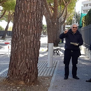 Albenga, sopralluogo in via Einaudi: l'agronomo valuta la stato degli alberi Albenga, sopralluogo in via Einaudi: l'agronomo valuta la stato degli alberi