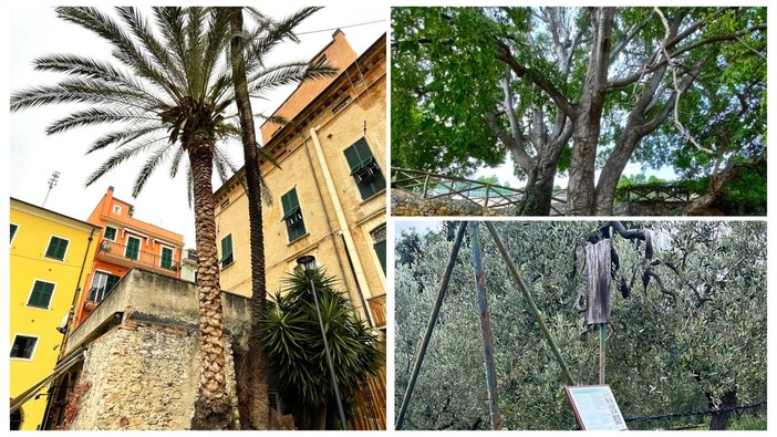 Pietra, sono tre le piante ultracentenarie che entrano nell'elenco degli "Alberi Monumentali d'Italia" Pietra, sono tre le piante ultracentenarie che entrano nell'elenco degli "Alberi Monumentali d'Italia"