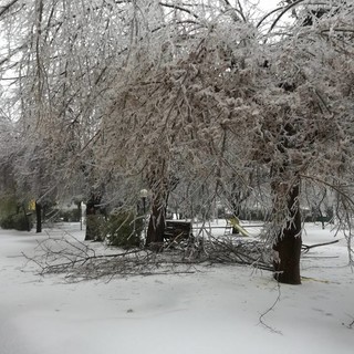 Alberi pericolanti a bordo strada, il sindaco di Bardineto ordina la messa in sicurezza