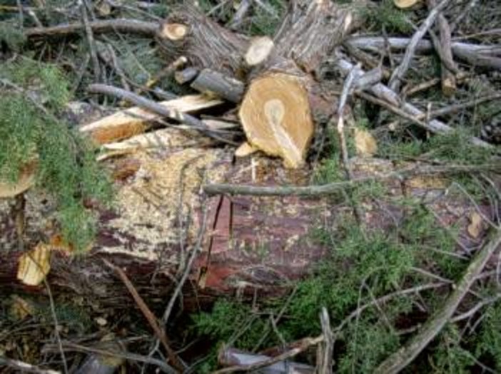 Alberi abbattuti a Spotorno: raccolta firme per ripiantarli
