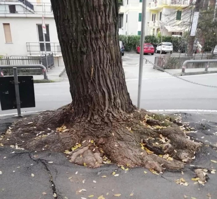 Celle, verrà rimosso l'albero davanti alla ludoteca: spazio all'abbattimento delle barriere architettoniche Celle, verrà rimosso l'albero davanti alla ludoteca: spazio all'abbattimento delle barriere architettoniche