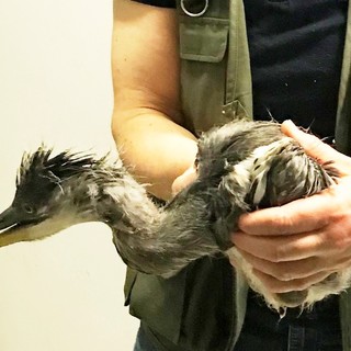 Savona, due aironi soccorsi dai volontari dell'ENPA