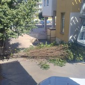 Savona, crolla un grosso ramo nei giardini delle scuole di Legino: fortunatamente nessun ferito