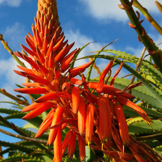 Molti pensano che l’Aloe vera sia la specie più pregiata, ma recenti studi hanno scoperto altro