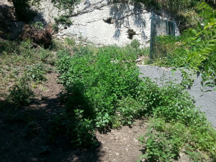 Degrado dell'area cani Finale Ligure, ci pensano i cittadini