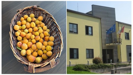 Quiliano, rubano le albicocche delle scuole medie di Valleggia: l'ira della dirigente scolastica corre sui social