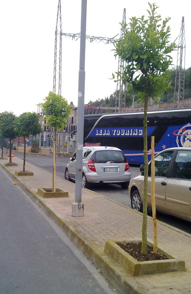 Alassio, "U Massatoiu" al Sindaco: "Bene l'inizio ma non fermiamoci qui" Alassio, "U Massatoiu" al Sindaco: "Bene l'inizio ma non fermiamoci qui"