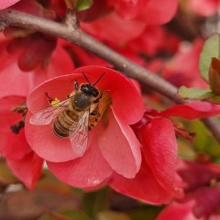 Il 20 maggio è la Giornata mondiale delle api
