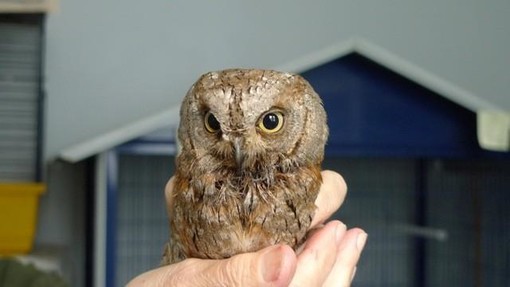 Estate difficile per gli Assoli a Cairo Montenotte