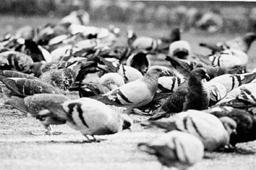 Carcare: una soluzione per la gestione delle colonie di piccioni