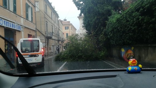 Finale Ligure, cade albero sulla via Aurelia: disagi al traffico (FOTO)