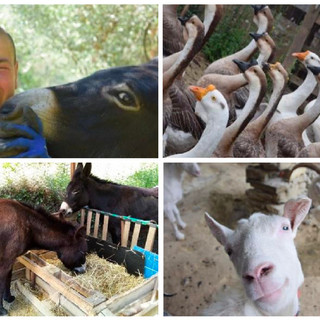 L’appello disperato di Cinzia Ferrara: "Se entro il 31 marzo non troverò una sistemazione, i miei 90 animali sono a rischio abbattimento"