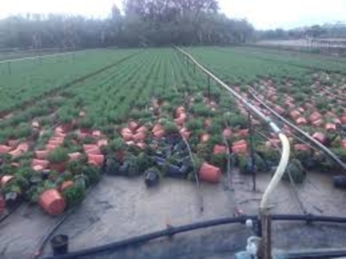 Un anno dall'alluvione, gli agricoltori liguri scrivono al Ministro Martina Un anno dall'alluvione, gli agricoltori liguri scrivono al Ministro Martina