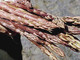 “Maggio: il mese dell’asparago violetto”  giunge alla settima edizione
