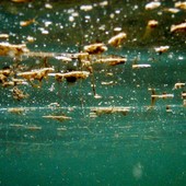 Mar Ligure bollente, si intensificano i controlli per il rischio dell'alga tossica Mar Ligure bollente, si intensificano i controlli per il rischio dell'alga tossica