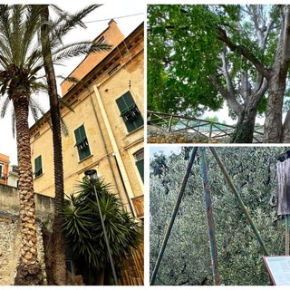 Pietra, sono tre le piante ultracentenarie che entrano nell'elenco degli "Alberi Monumentali d'Italia" Pietra, sono tre le piante ultracentenarie che entrano nell'elenco degli "Alberi Monumentali d'Italia"