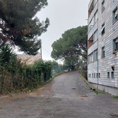 Savona, allarme processionaria in via Bresciana. Arte rassicura: "Predisposto intervento di una ditta specializzata" (FOTO)