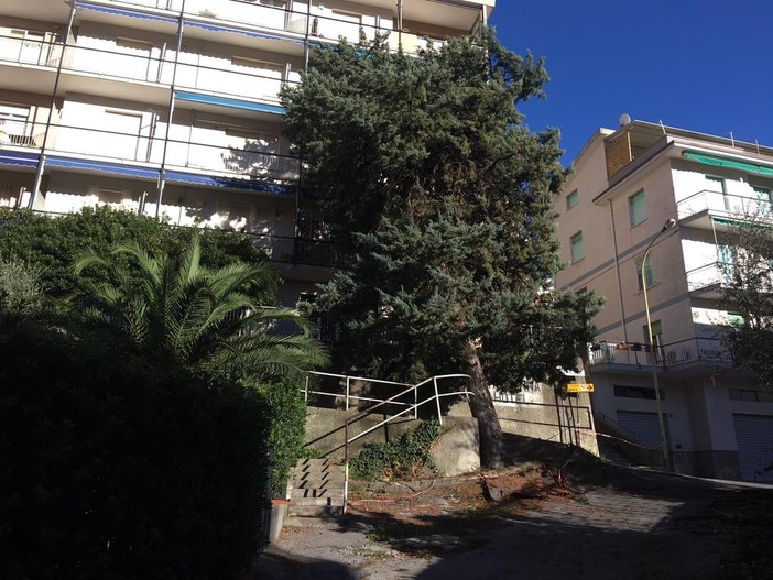 Celle Ligure: albero si "appoggia" su condominio in via Lanza