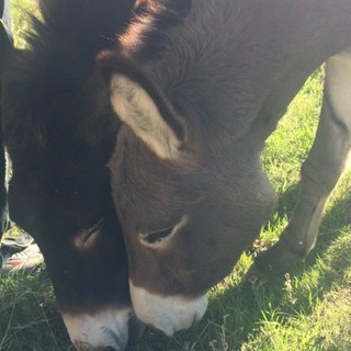 Foto comunicato stampa Foto comunicato stampa