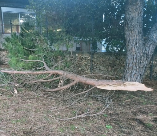 Albero caduto e danni agli arredi, chiude per qualche giorno il parco Marabotto di Legino (FOTO)