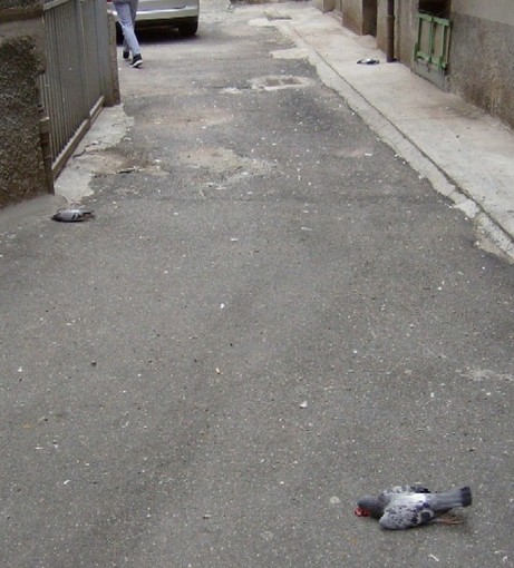 Enpa: "Il sindaco condanni gli avvelenatori" Enpa: "Il sindaco condanni gli avvelenatori"