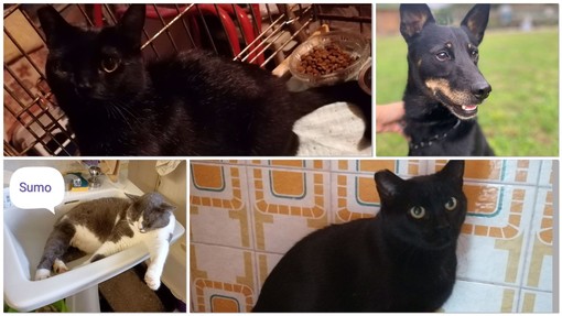 Adozioni del cuore: appello per Tommy, Sumo, Mimì e Nerina