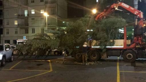 L'albero di Natale della Croce Bianca di Albenga arriva quest'anno da Caprauna