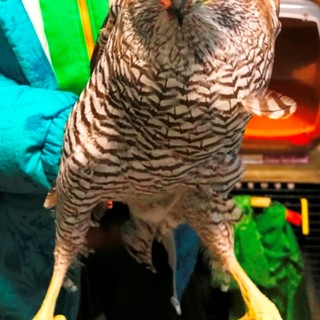 Un grosso rapace ferito trovato  nel pollaio con le galline a Bormida, recuperato dai volontari Enpa