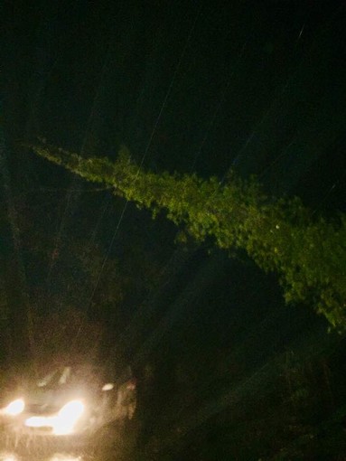 Tovo, albero pericolante in via Costino Tovo, albero pericolante in via Costino