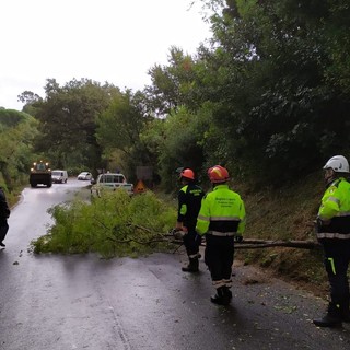 Albero cade sulla strada provinciale tra Campochiesa (Albenga) e Ceriale (FOTO) Albero cade sulla strada provinciale tra Campochiesa (Albenga) e Ceriale (FOTO)