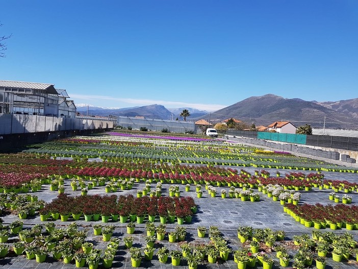 Emergenza Covid, Costa (Liguria Popolare): "Florovivaismo in ginocchio" Emergenza Covid, Costa (Liguria Popolare): "Florovivaismo in ginocchio"