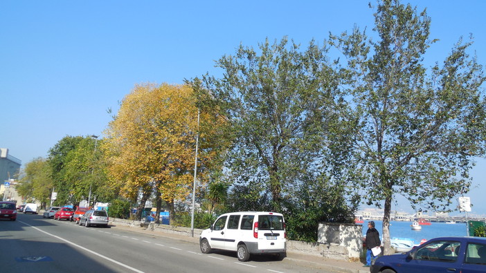 Proteste e una petizione al Sindaco dei cittadini di Vado per salvare alberi trentennali Proteste e una petizione al Sindaco dei cittadini di Vado per salvare alberi trentennali