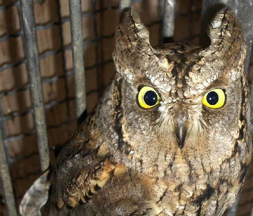 Meraviglie della natura: l'assiolo di Mioglia Meraviglie della natura: l'assiolo di Mioglia