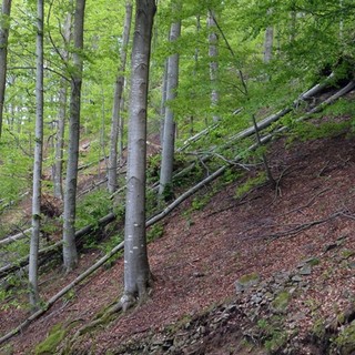 “Giornata nazionale degli alberi” 2014.Dove si celebra in provincia di Savona?: i Verdi si interrogano “Giornata nazionale degli alberi” 2014.Dove si celebra in provincia di Savona?: i Verdi si interrogano