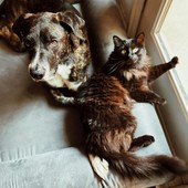 Viaggiare con gli animali in Europa: scattano le nuove regole UE su passaporti e salute Viaggiare con gli animali in Europa: scattano le nuove regole UE su passaporti e salute