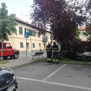 Albero si abbatte sulle auto a Leca d'Albenga