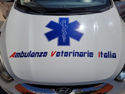 Pietra, ok alla stipula della convenzione per recupero, primo soccorso e trasporto degli animali domestici Pietra, ok alla stipula della convenzione per recupero, primo soccorso e trasporto degli animali domestici