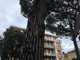 Celle, pino pericolante in via Colla: intervento dei vigili del fuoco