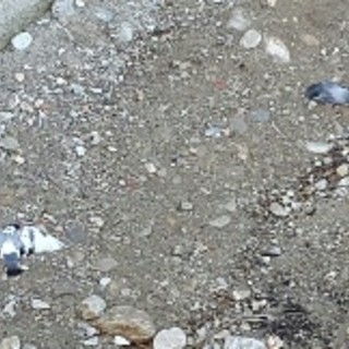 A Loano avvelenamento di animali: stragi di colombi e tortore