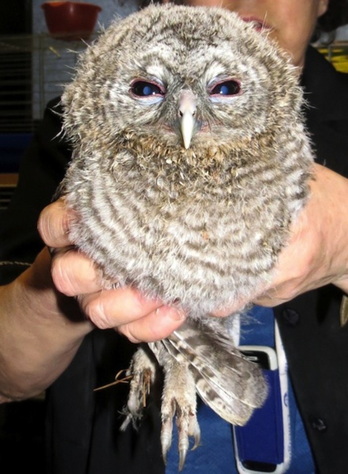 Allocco soccorso dai Vigili del Fuoco nel finalese: affidato alle cure dell'Enpa Allocco soccorso dai Vigili del Fuoco nel finalese: affidato alle cure dell'Enpa