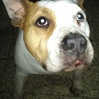 Argo cerca una nuova famiglia: l'appello dall'ENPA di Savona