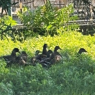 Taglio vegetazione nel torrente, Enpa in aiuto delle anatre: "Li abbiamo portati in un habitat idoneo" Taglio vegetazione nel torrente, Enpa in aiuto delle anatre: "Li abbiamo portati in un habitat idoneo"
