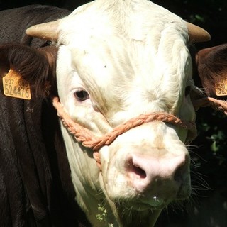 Cairo: grande partecipazione all&amp;#039;assemblea dell&amp;#039;Ap