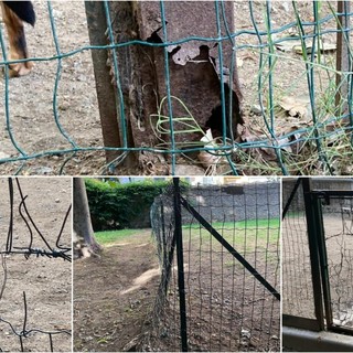 Savona il presidente della Leidaa Benetti: "Sulle aree canine promesse didattese dal Comune"