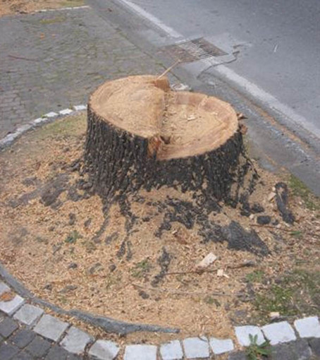 WWF: gli alberi abbattuti a Pietra, Albenga e Alassio vengano sostituiti