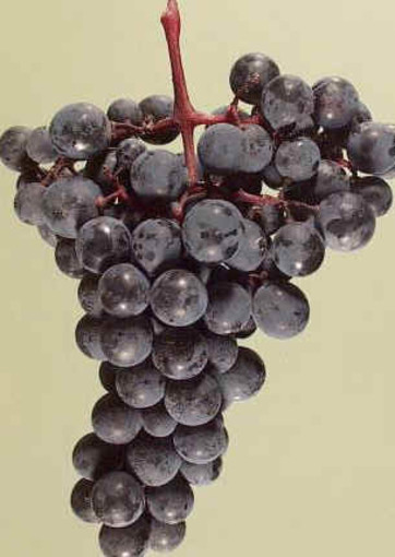 La Liguria a Vinitaly, da domenica 10 a mercoledì 13 aprile