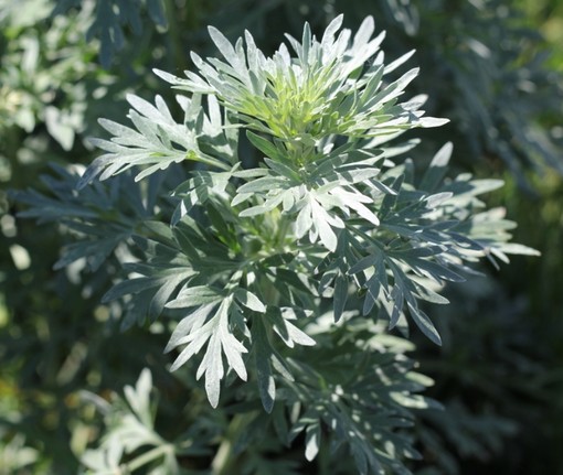 Pianta di artemisia